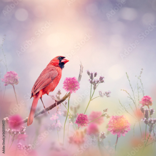 Male Northern Cardinal in the flower garden