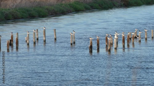 Bird watching at Baylands Nature Preserve in Palo Alto, California. Part of the scenic San Francisco Bay Trail. 4K. photo