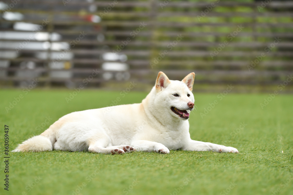 ドッグランで休憩する白毛の柴犬