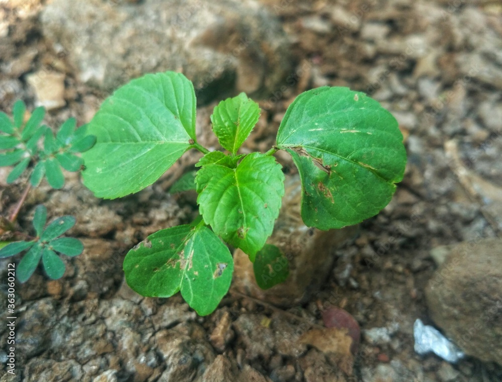 the beauty of green leaves