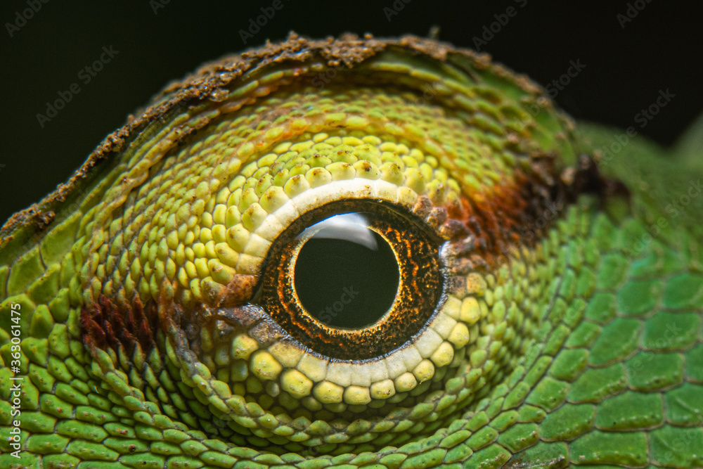 Obraz premium Lizard eye
