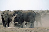Elefantenherde raufend und badend  im Etosha-Nationalpark in Namibia