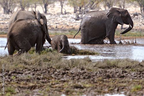 Elefantenherde raufend und badend im Etosha-Nationalpark in Namibia