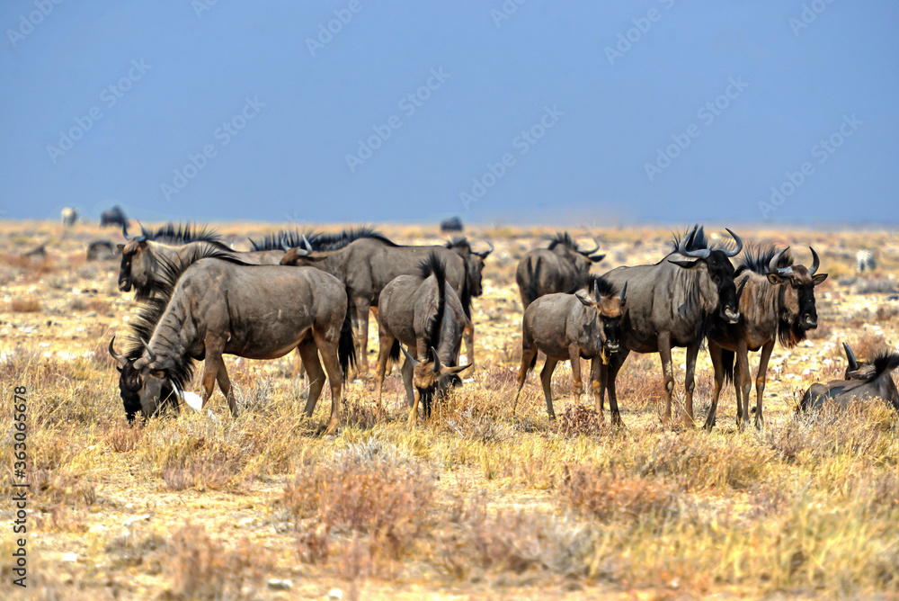 Gnus im Etosha-Nationalparkk in Namibia Gnus im Etosha-Nationalparkk in Namibia