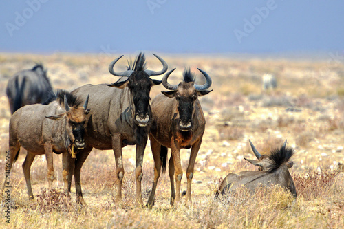 Gnus im Etosha-Nationalparkk in Namibia