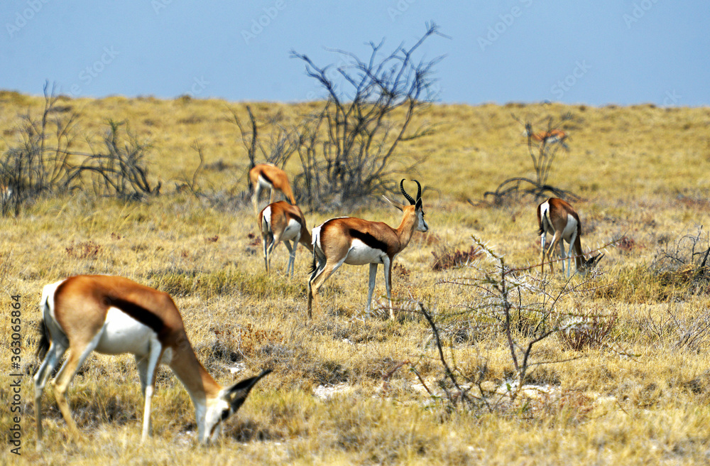 Springböcke im Etosha-National-Park in Namibia Springböcke im Etosha-National-Park in Namibia
