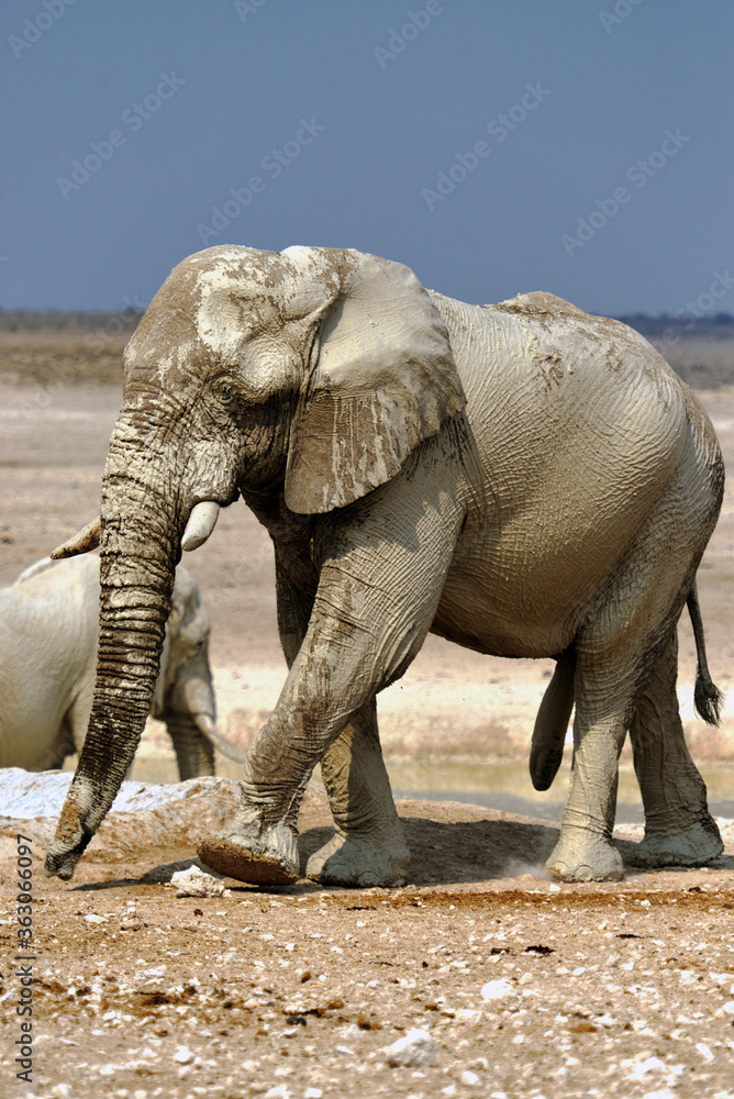 Fototapeta premium Wüstenelefanten im Etosha-Nationalpark in Namibia