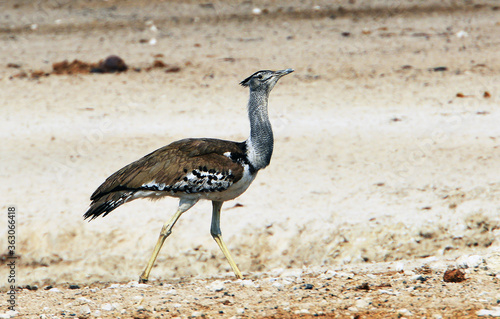 Riesentrappe in Etosha-Nationalpark in Namibia photo