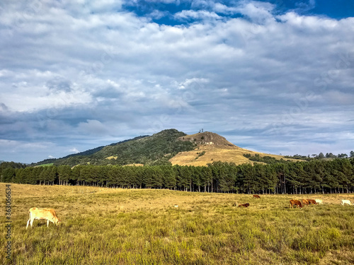 moutain - green - nature