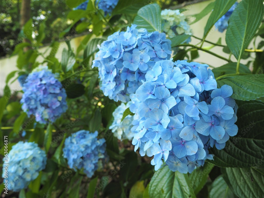the beautiful Hydrangea garden
in japan
the beautiful Hydrangea garden
in japan