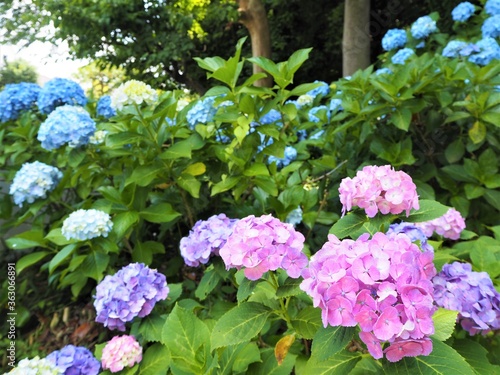 the beautiful Hydrangea garden in japan 