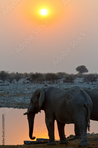 Elefanten in der Abenddämmerung am Wasserloch im Etosha-Nationalpark in Namibia