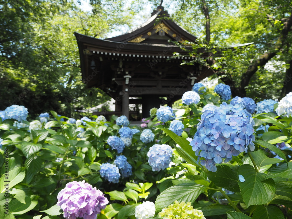 the beautiful Hydrangea garden
in japan
the beautiful Hydrangea garden
in japan