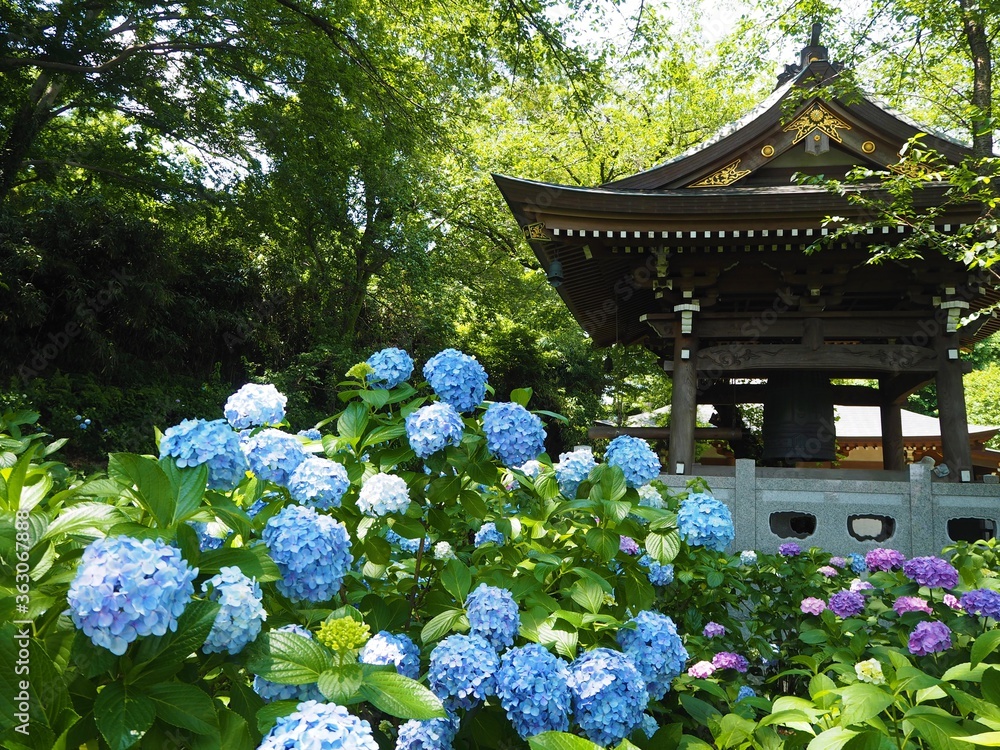the beautiful Hydrangea garden
in japan
the beautiful Hydrangea garden
in japan