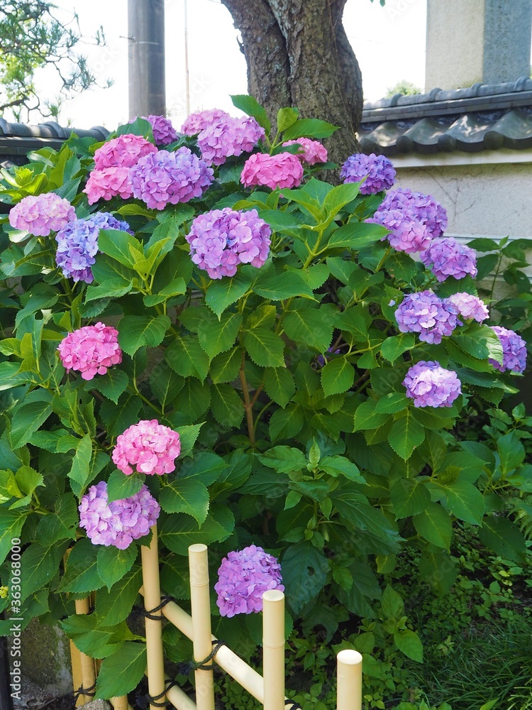 Fototapeta premium the beautiful Hydrangea garden in japan 