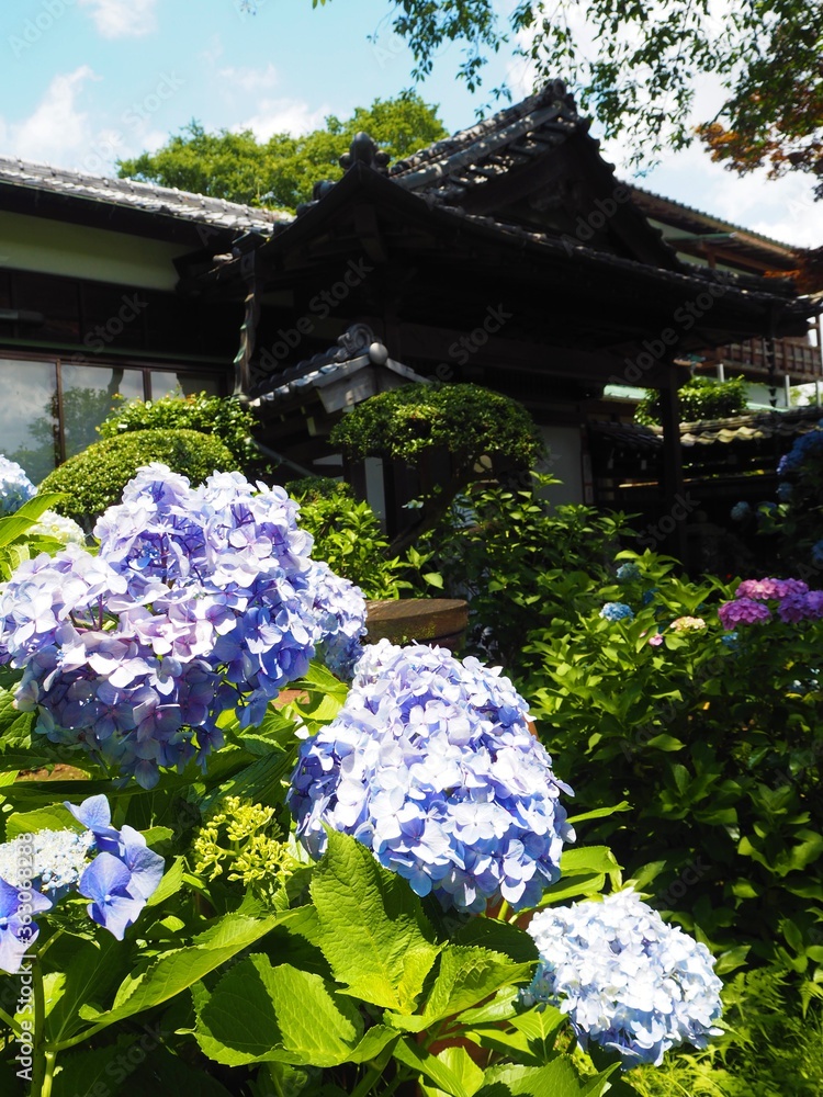 the beautiful Hydrangea garden
in japan
the beautiful Hydrangea garden
in japan