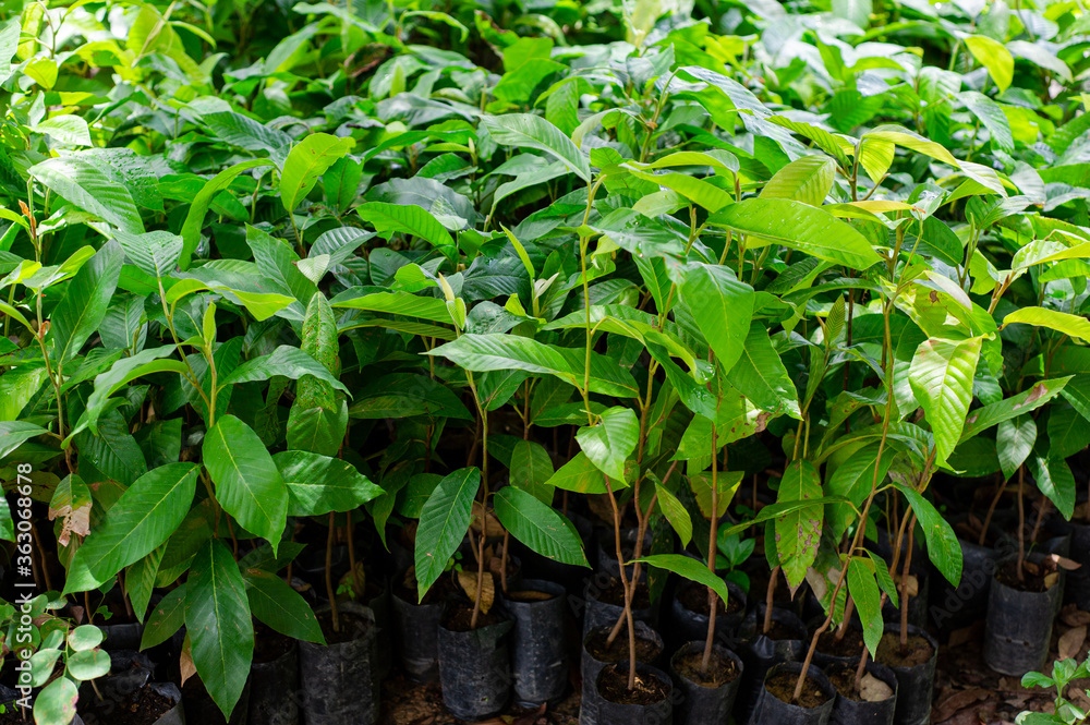 Seedlings prepared for replanting forests Seedlings prepared for replanting forests