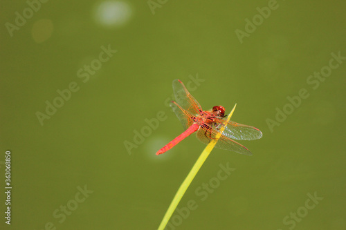 Red Dragonfly on Pond