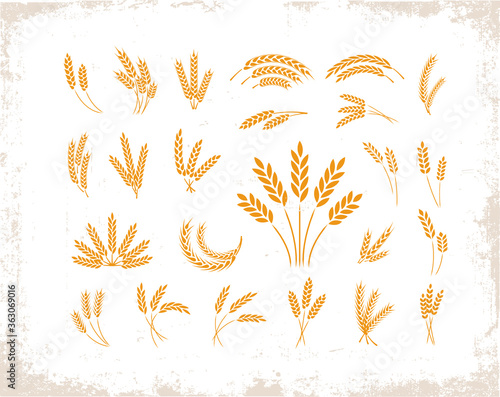 Set of wheat ears object and design elements for beer  organic local farm fresh food  bakery themed design