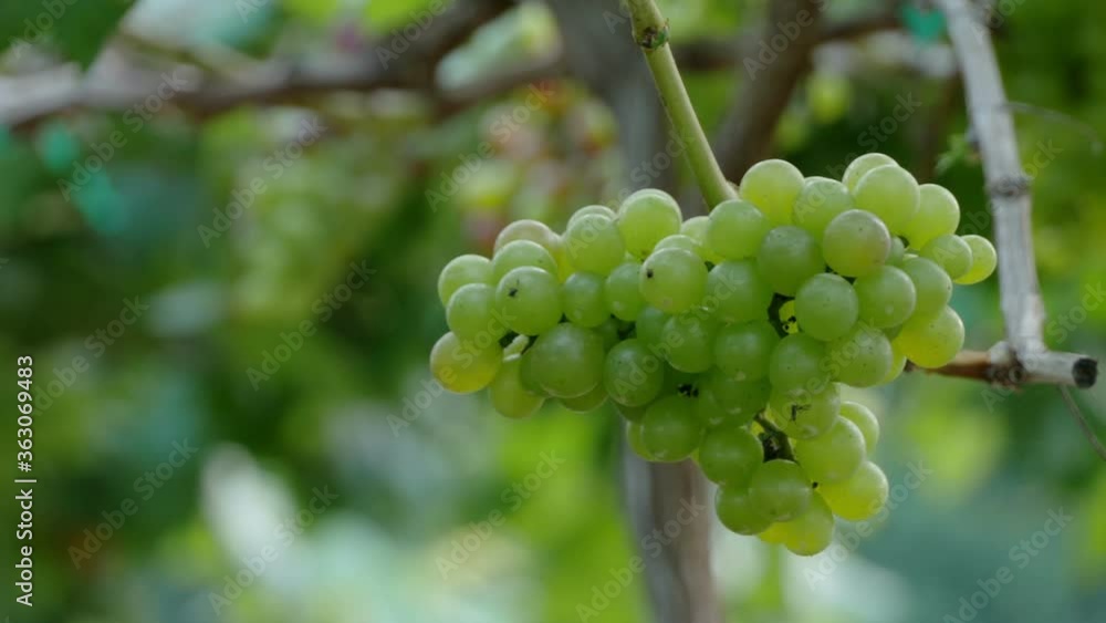 Bunches of fresh grapes hanging from the vineyard Bunches of fresh grapes hanging from the vineyard