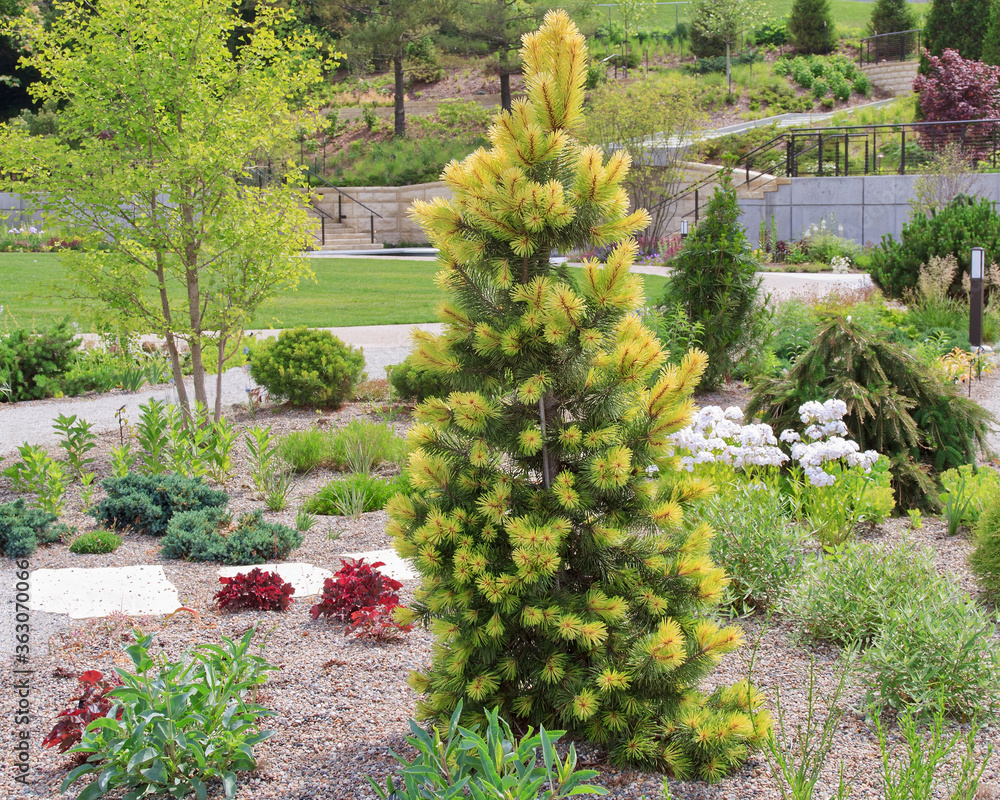 'Taylor Sunburst' Lodgepole pine in the ladnscape. Vibrant yellow and green needles adorn the branches.