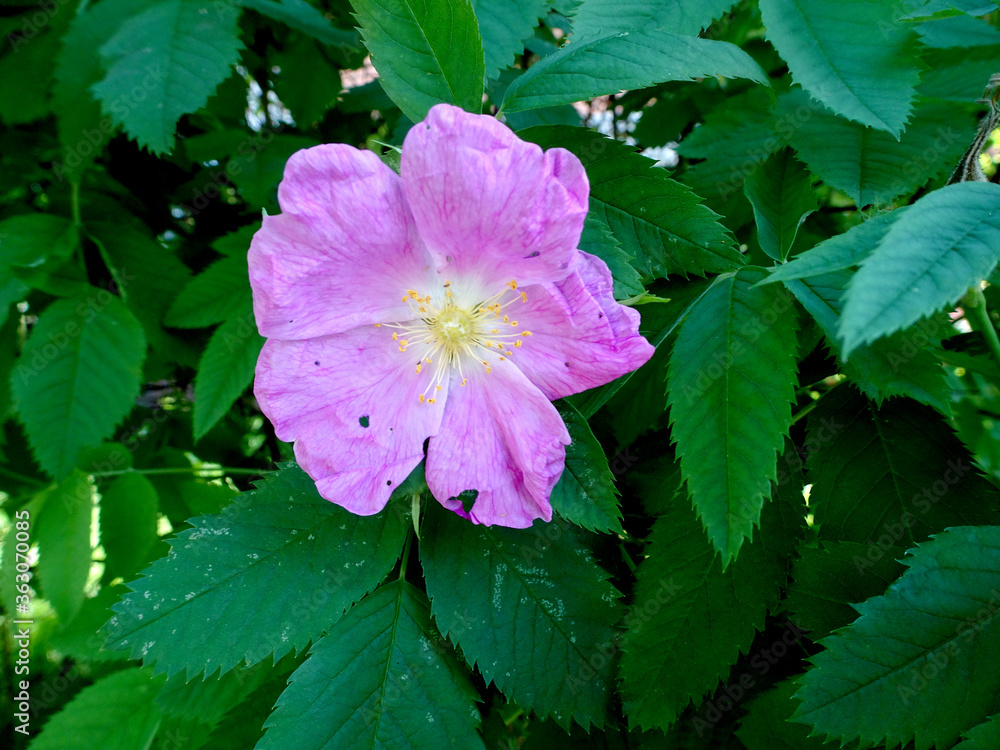 delicate fragrant flower of pink rosehip on a bush on a blurred green background delicate fragrant flower of pink rosehip on a bush on a blurred green background