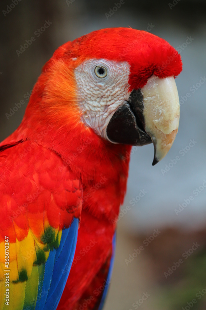 close up of a red parrot close up of a red parrot