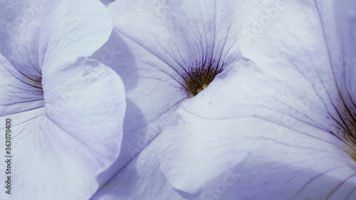 close up of a purple flower background texture or wallpaper