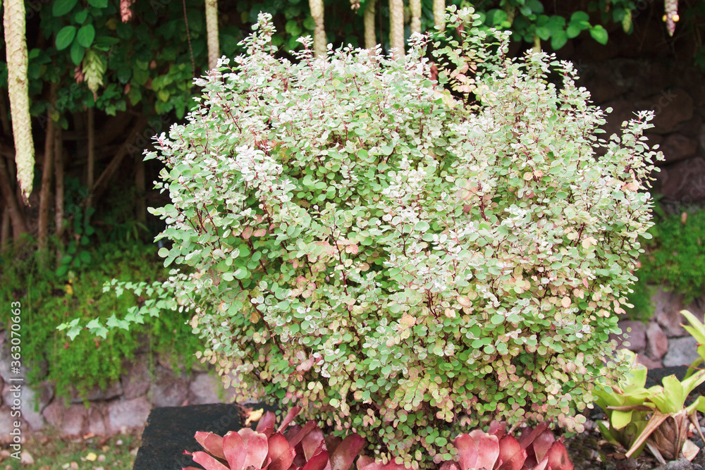 Pink and white leaves on the Snow Bush (Breynia disticha) in a tropical garden surrounded by bromeliads, ferns and Parrot's Beak in background