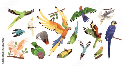 Foto Set of different tropical parrots vector illustration