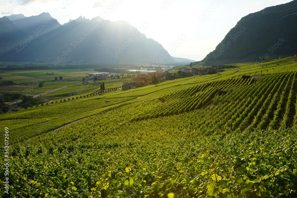 Swiss Apls landscape. Vineyard in Aigle Switzerland. Swiss Apls landscape. Vineyard in Aigle Switzerland.