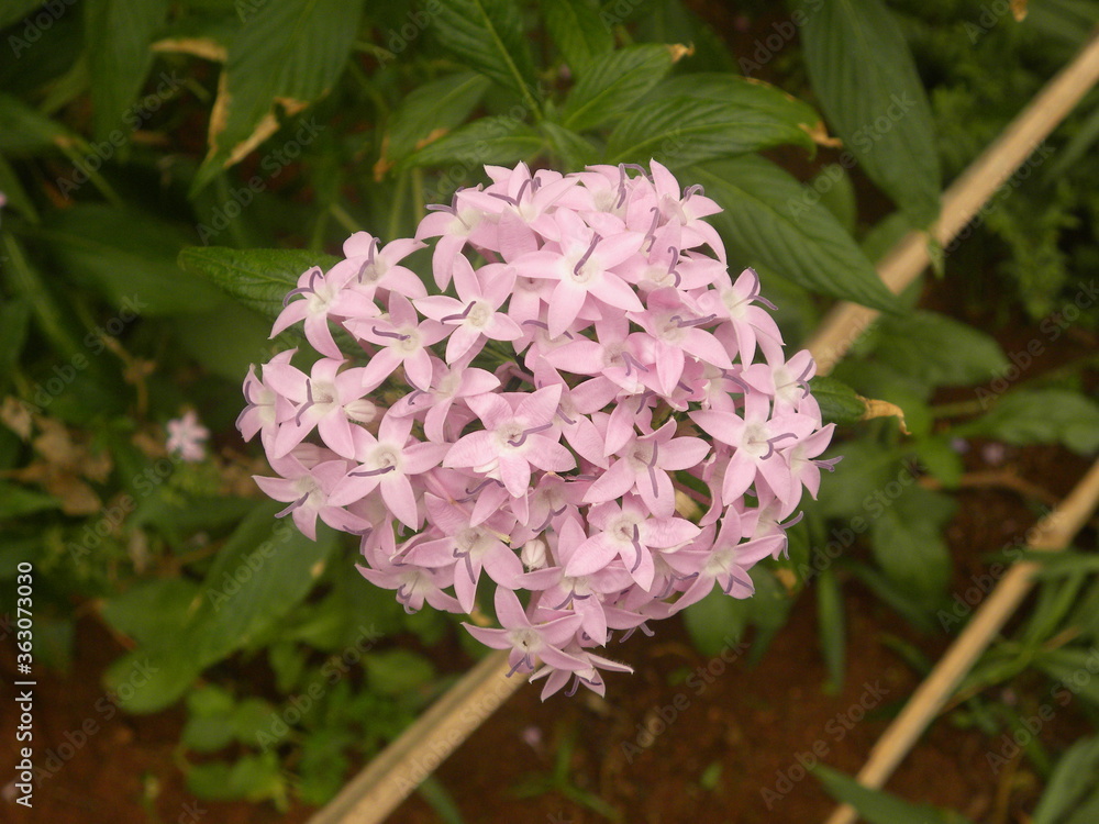Fototapeta premium Pink color Ixora coccinea or Jungle geranium flowers