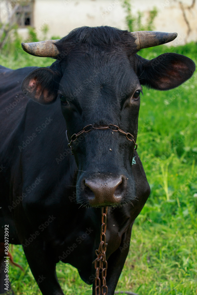 Cow in the meadow