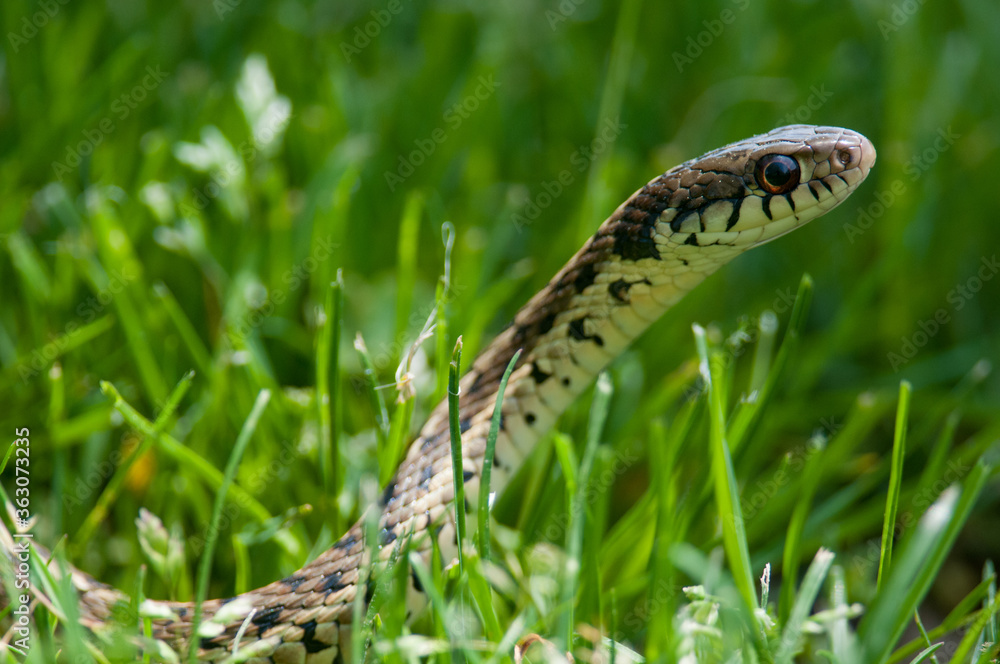 Fototapeta premium Common Garter Snake