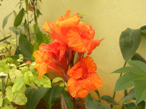 Bright orange color Canna lily flower in garden