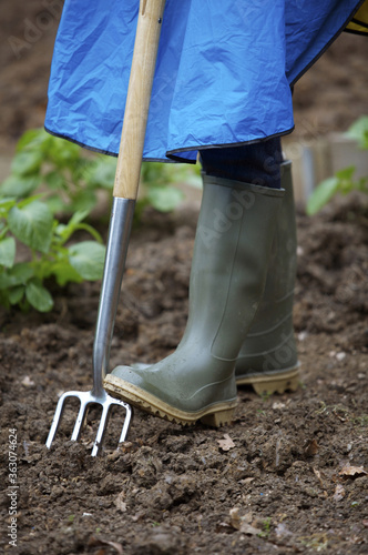 Pushing spading fork into ground with boot