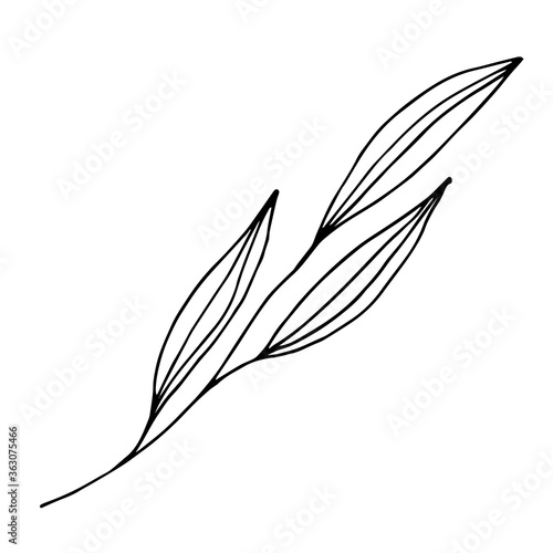 Sketch branch of leaves by hand on an isolated background. Hand drawn branches with leaves and flowers isolated on a white background.
