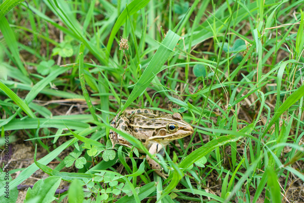 Fototapeta premium Pelophylax nigromaculatus or dark-spotted frog.