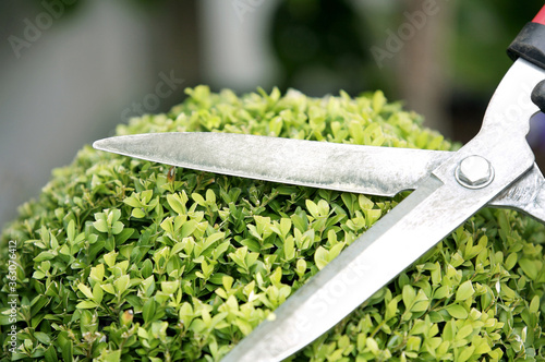 Foto Trimming a plant with hedge clippers