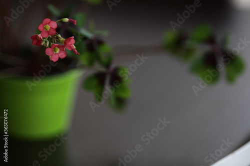 pequenas flores cor de rosa, de trevo de quatro folhas photo