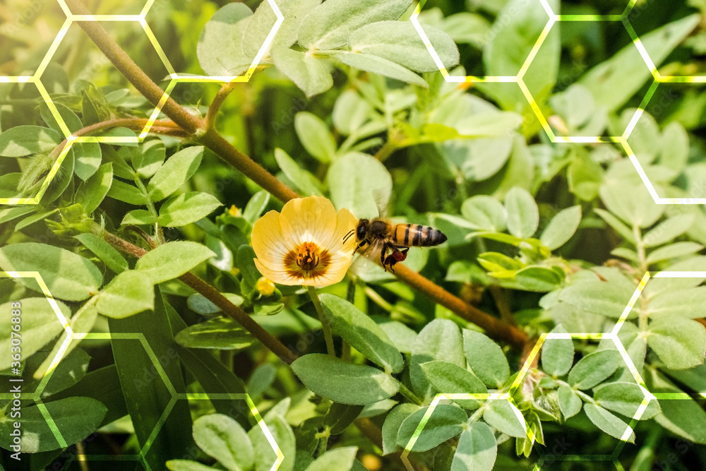 Abeja polinizando flor abeja y néctar Abeja polinizando flor abeja y néctar