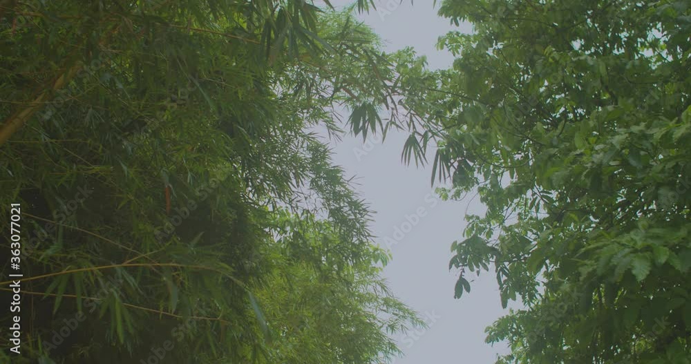 Tilt from sky downwards with some bamboos framing the view Tilt from sky downwards with some bamboos framing the view