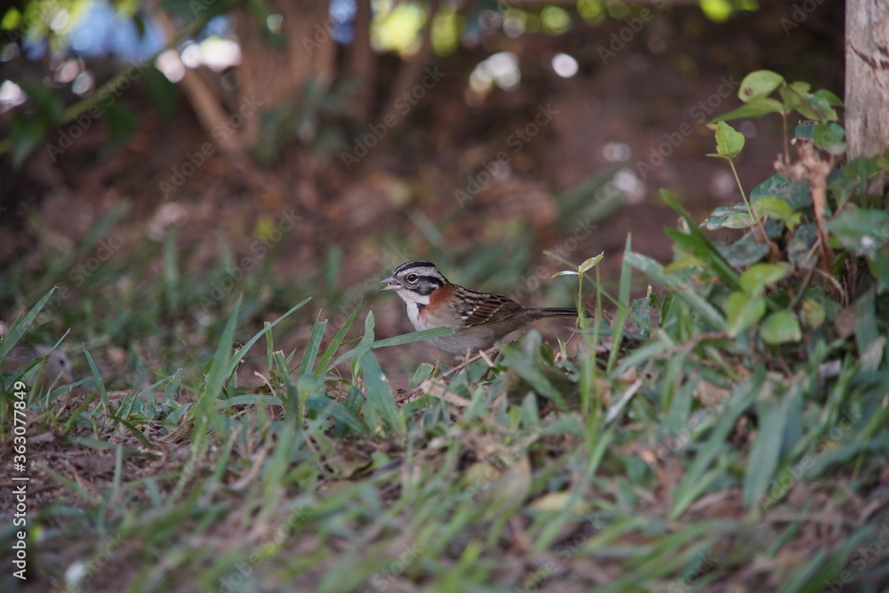 Rufous-collared Sparrow Bird on the ground Rufous-collared Sparrow Bird on the ground