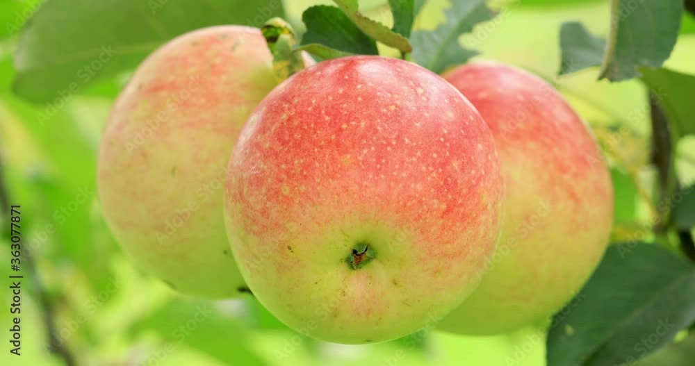 Ripe apples in the orchard.Red apple grow on a branch. Ripe apples in the orchard.Red apple grow on a branch.