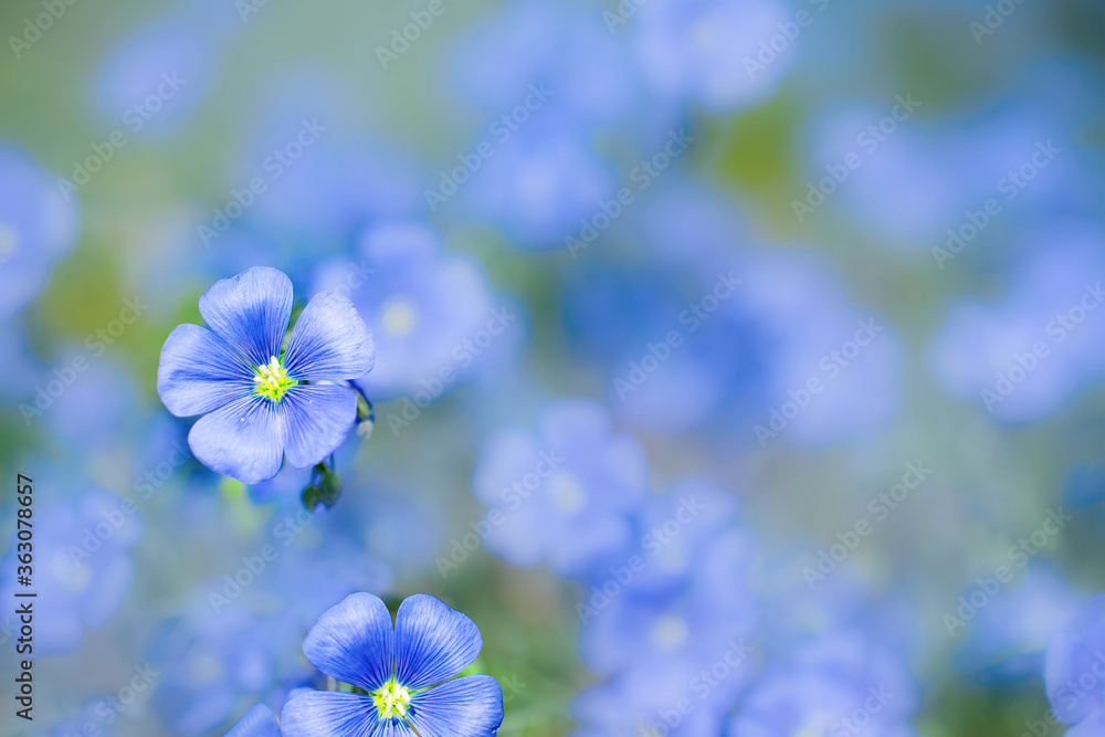 pair of blue flax flowers with blurred background, close-up pair of blue flax flowers with blurred background, close-up