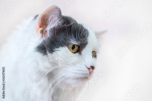 pensive cat with a pronounced facial expression, looking down with a serious look