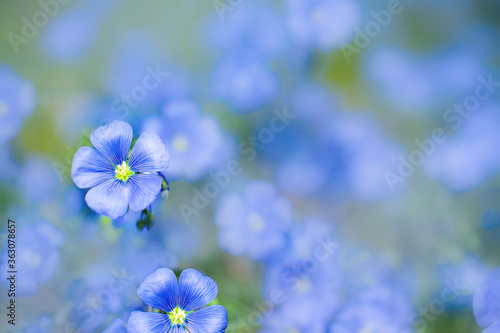 pair of blue flax flowers with blurred background, close-up