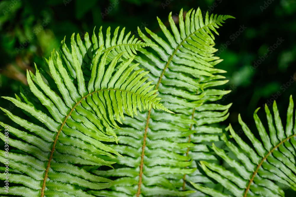 Closeup of Sword Fern as a green pattern nature background
Closeup of Sword Fern as a green pattern nature background