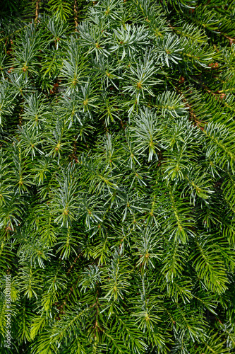 Closeup of dense evergreen branches and pine needles, as a nature background 