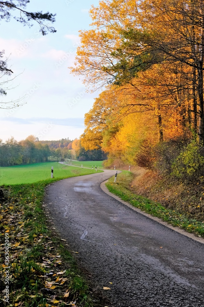 Autumn time.Road view. Autumn road with trees with yellow foliagein the bright sunshine.Autumn landscape. Fall season.view of road with trees on a sunny day in autumn